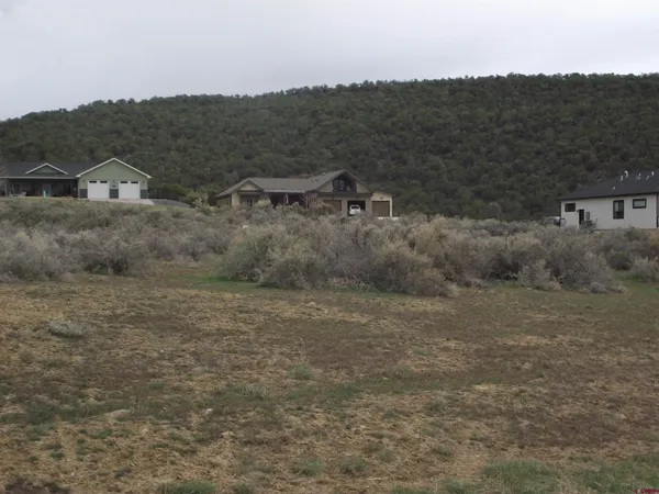 a view of a dry yard with trees