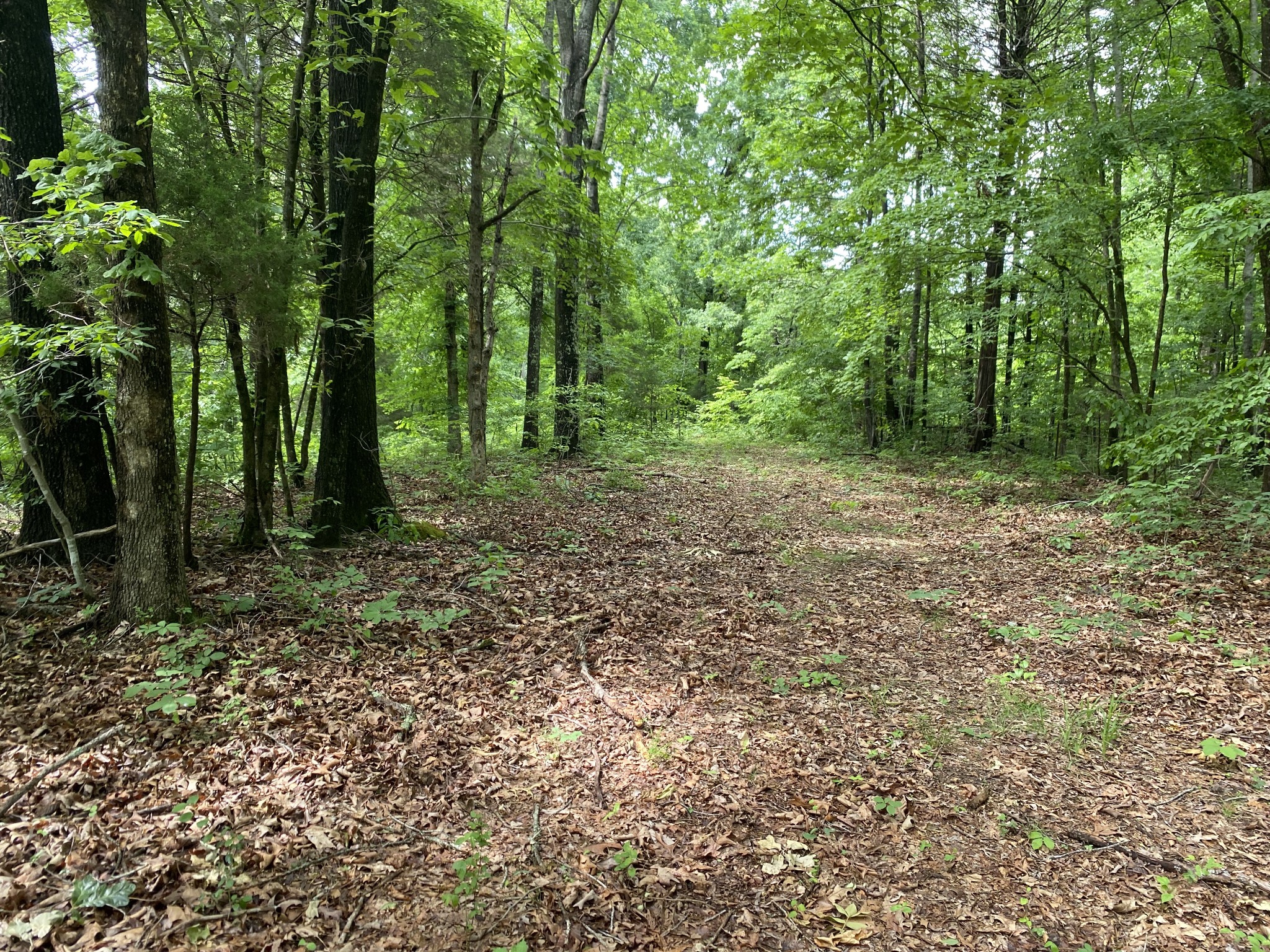 0 Gimlet Creek Road Lawrenceburg, TN 38464 - Photo 16 of 22