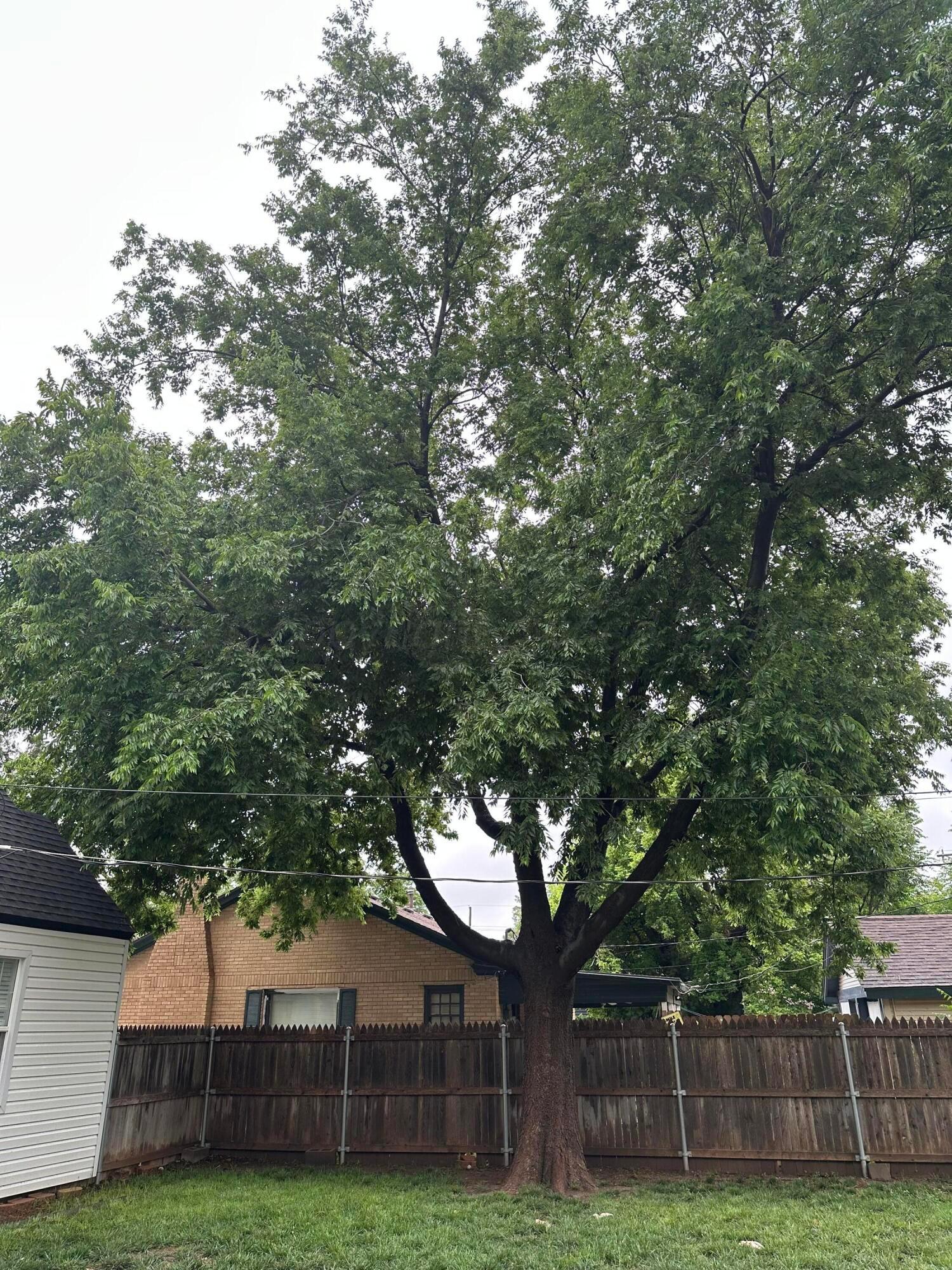 1118 Bellaire Street Amarillo, TX 79106 - Photo 34 of 36 a view of a yard with large trees and plants