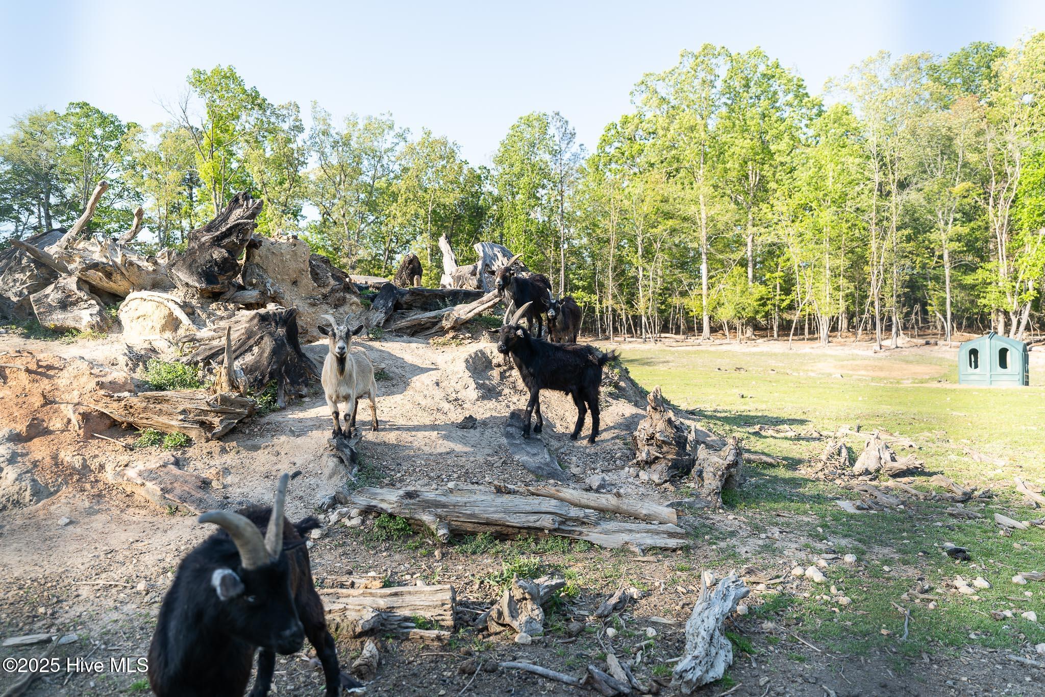 104 Bridle Path Lane Carthage, NC 28327 - Photo 22 of 90 Goat Pile