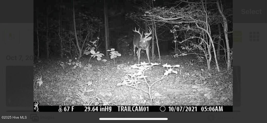 104 Bridle Path Lane Carthage, NC 28327 - Photo 34 of 90 Great Hunting and Wildlife viewing on the 28 acre pine stand