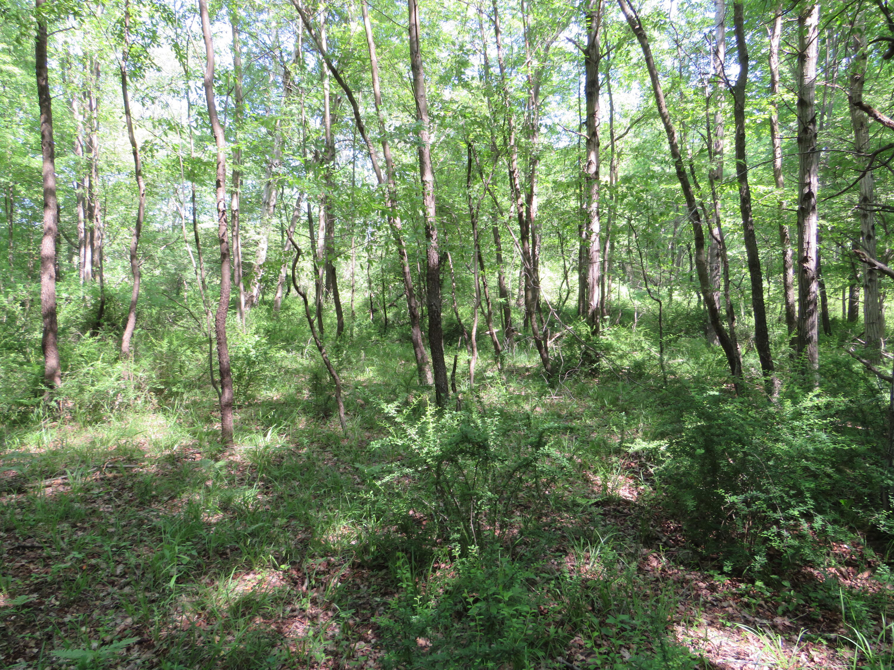 Vl South Elkton Road Owendale, MI 48754 - Photo 14 of 39 IMG_6477