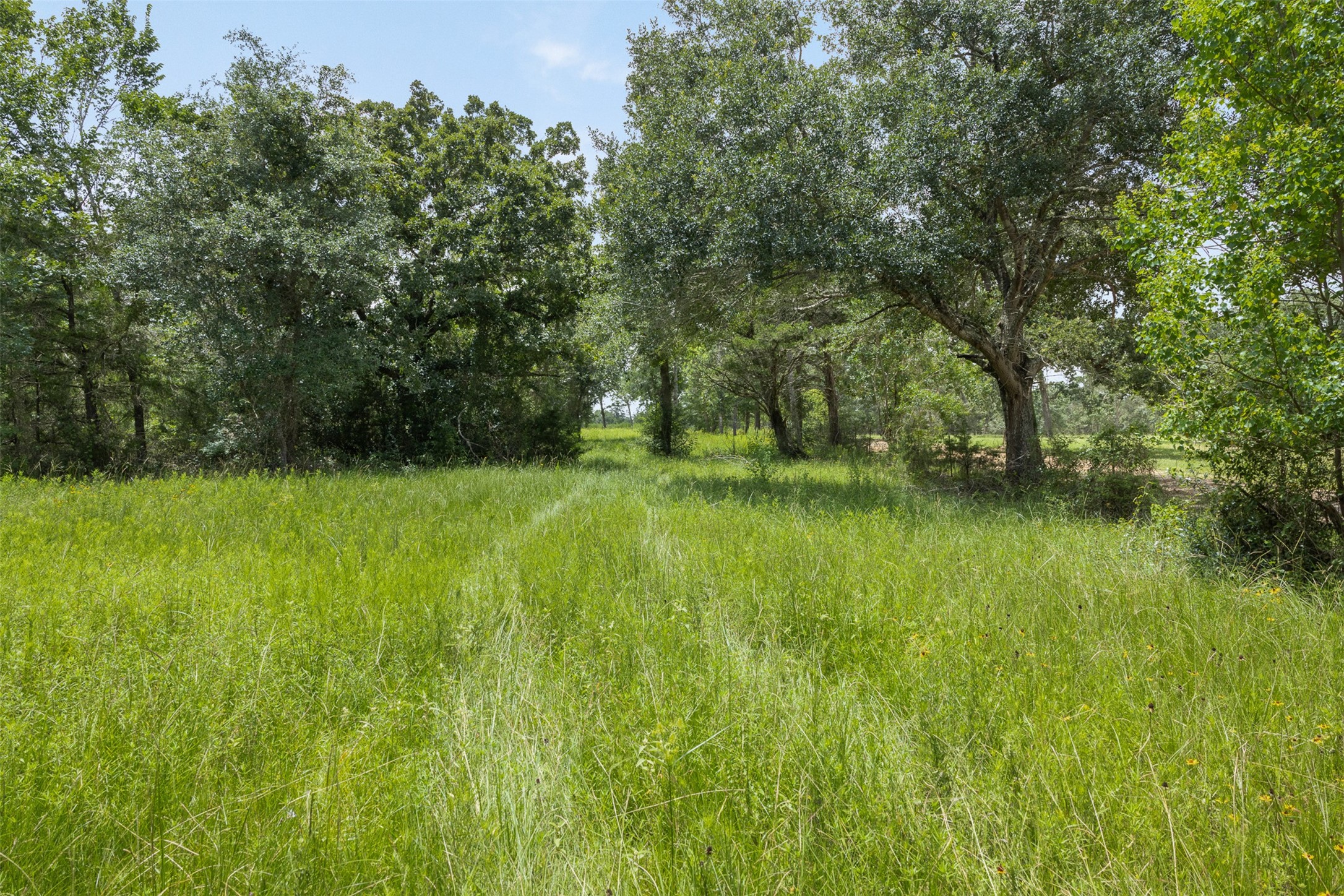 16204 Newberg Road New Ulm, TX 78950 - Photo 19 of 40 Gallery Image 19