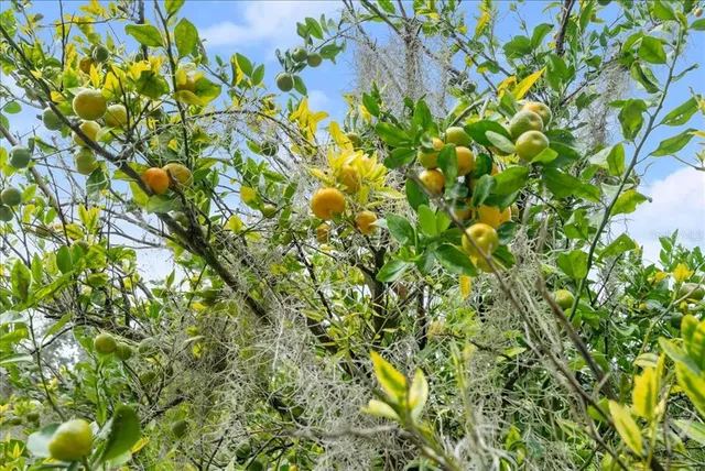 $1,950,000 | 5906 John Anderson Highway, Flagler Beach, FL 32136