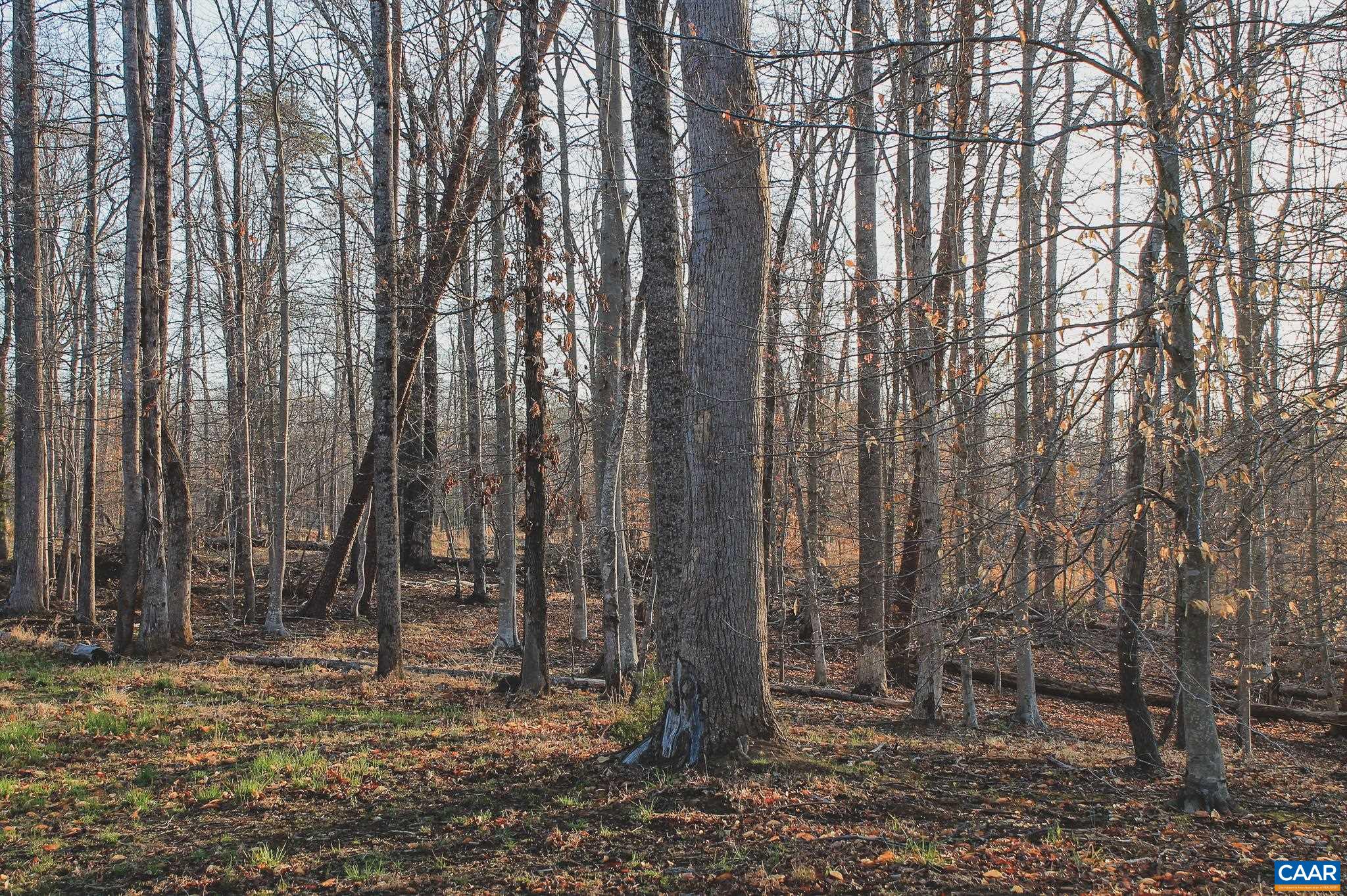 42 Shadwell Road Keswick, VA 22947 - Photo 52 of 75