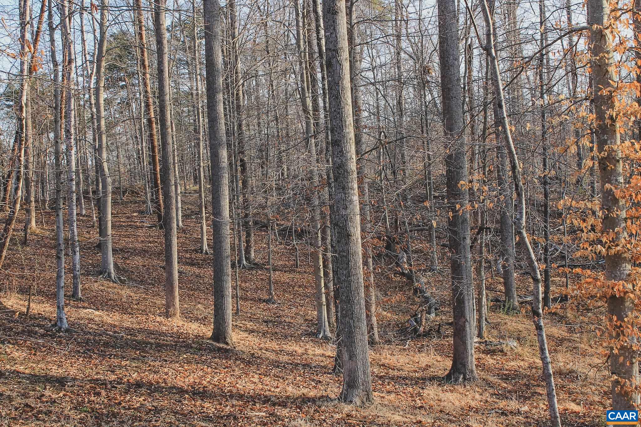 42 Shadwell Road Keswick, VA 22947 - Photo 57 of 75