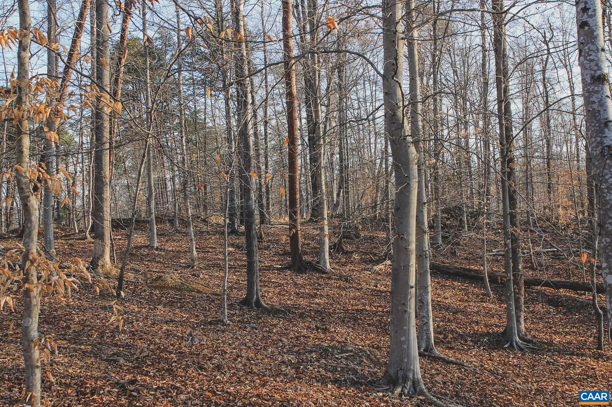 42 Shadwell Road Keswick, VA 22947 - Photo 58 of 75