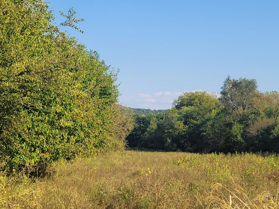 10113 South Crazy Hollow Road Hanover, IL 61041 - Photo 1 of 15 a view of a large yard with plants and large trees