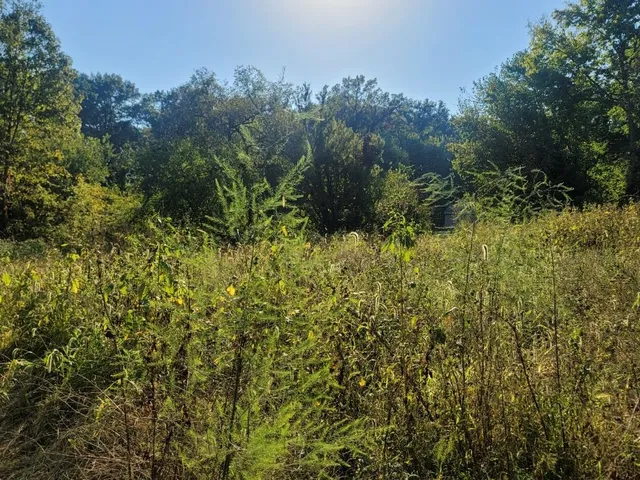 a view of a forest with a tree