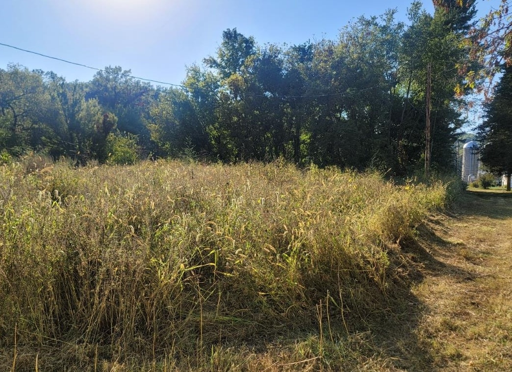 10113 South Crazy Hollow Road Hanover, IL 61041 - Photo 15 of 15 a view of a yard with a tree