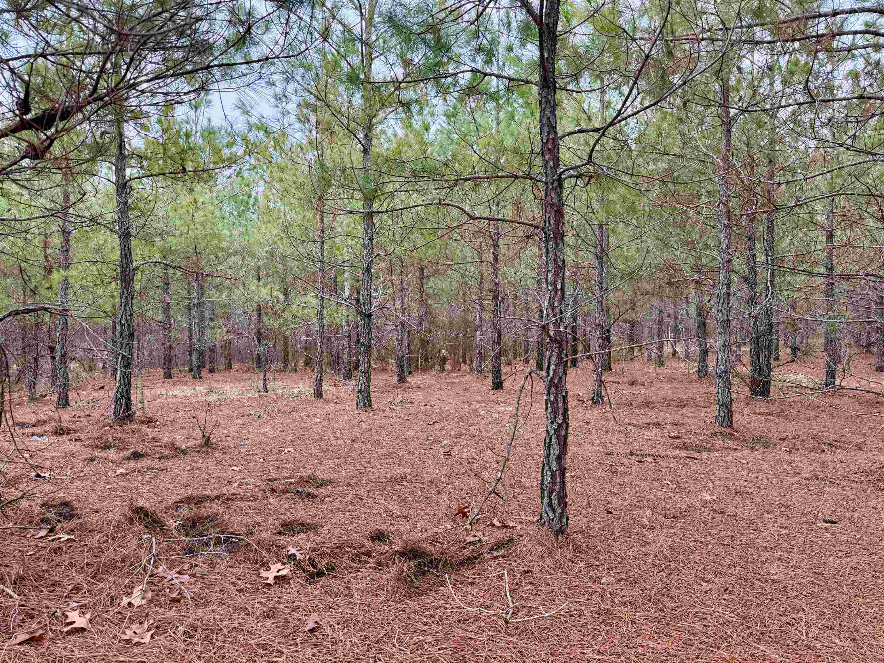 4567 Dunham Road Bethune, SC 29009 - Photo 15 of 19