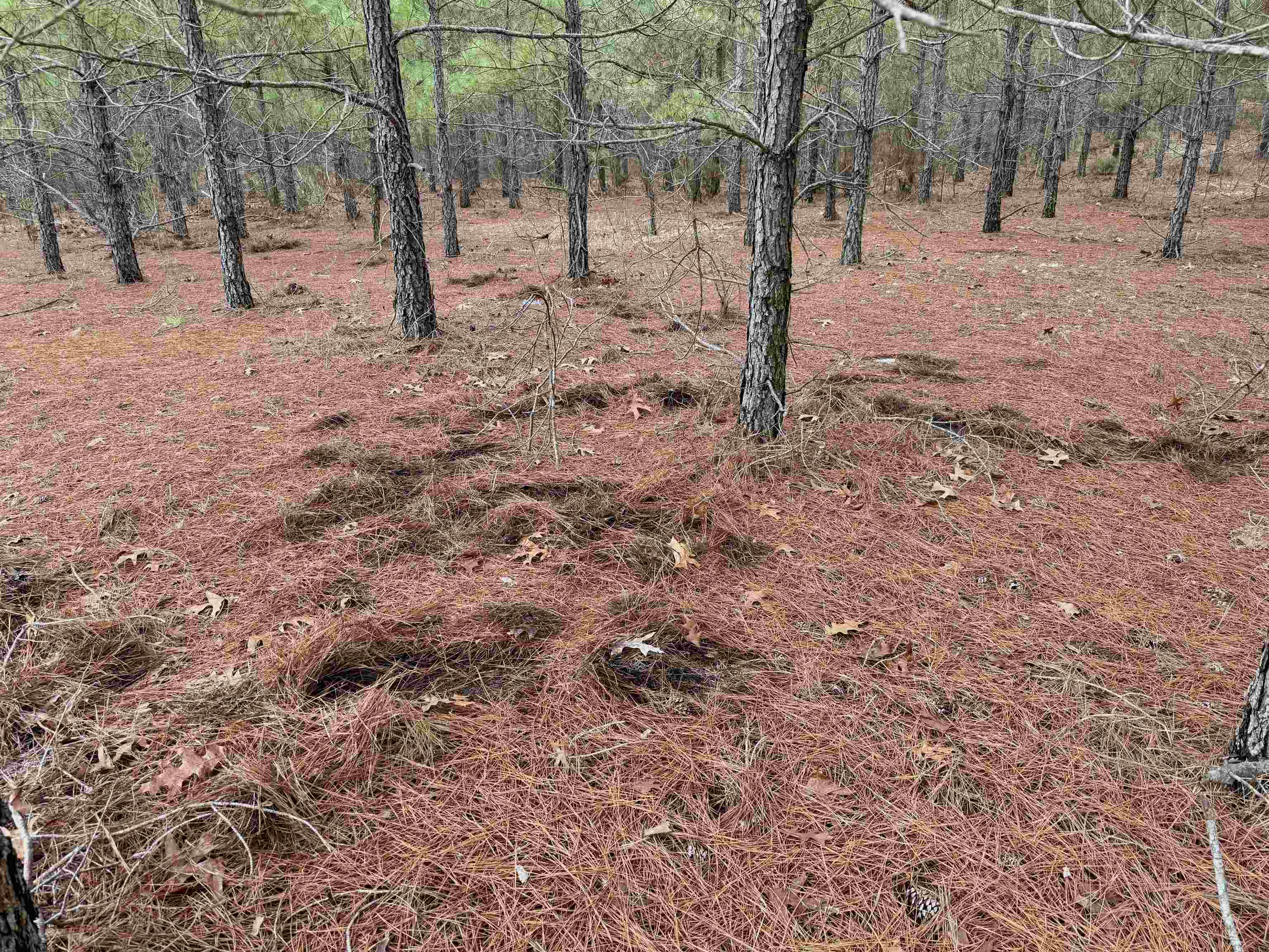 4567 Dunham Road Bethune, SC 29009 - Photo 16 of 19