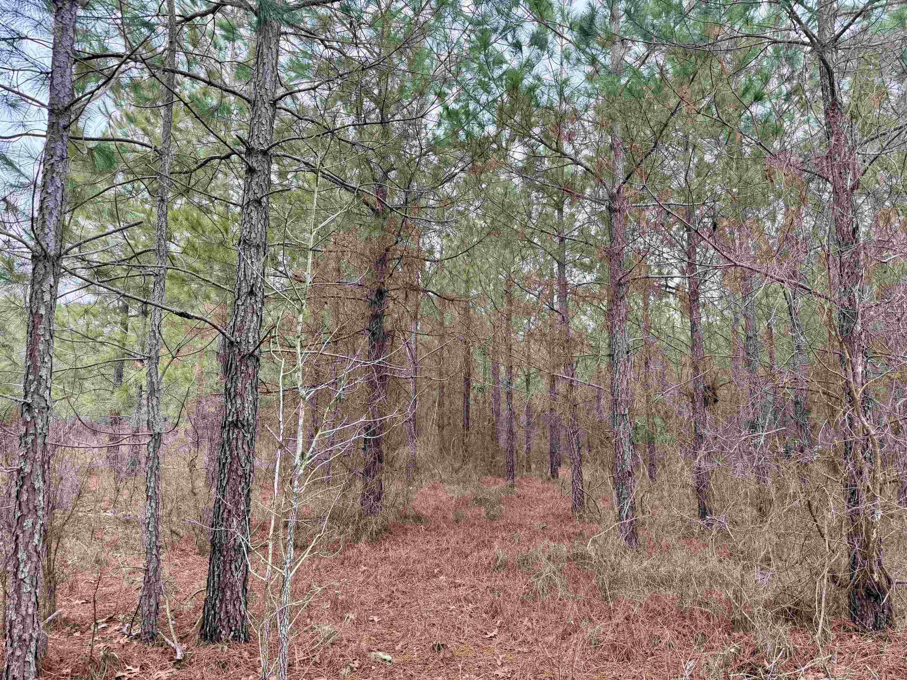 4567 Dunham Road Bethune, SC 29009 - Photo 18 of 19