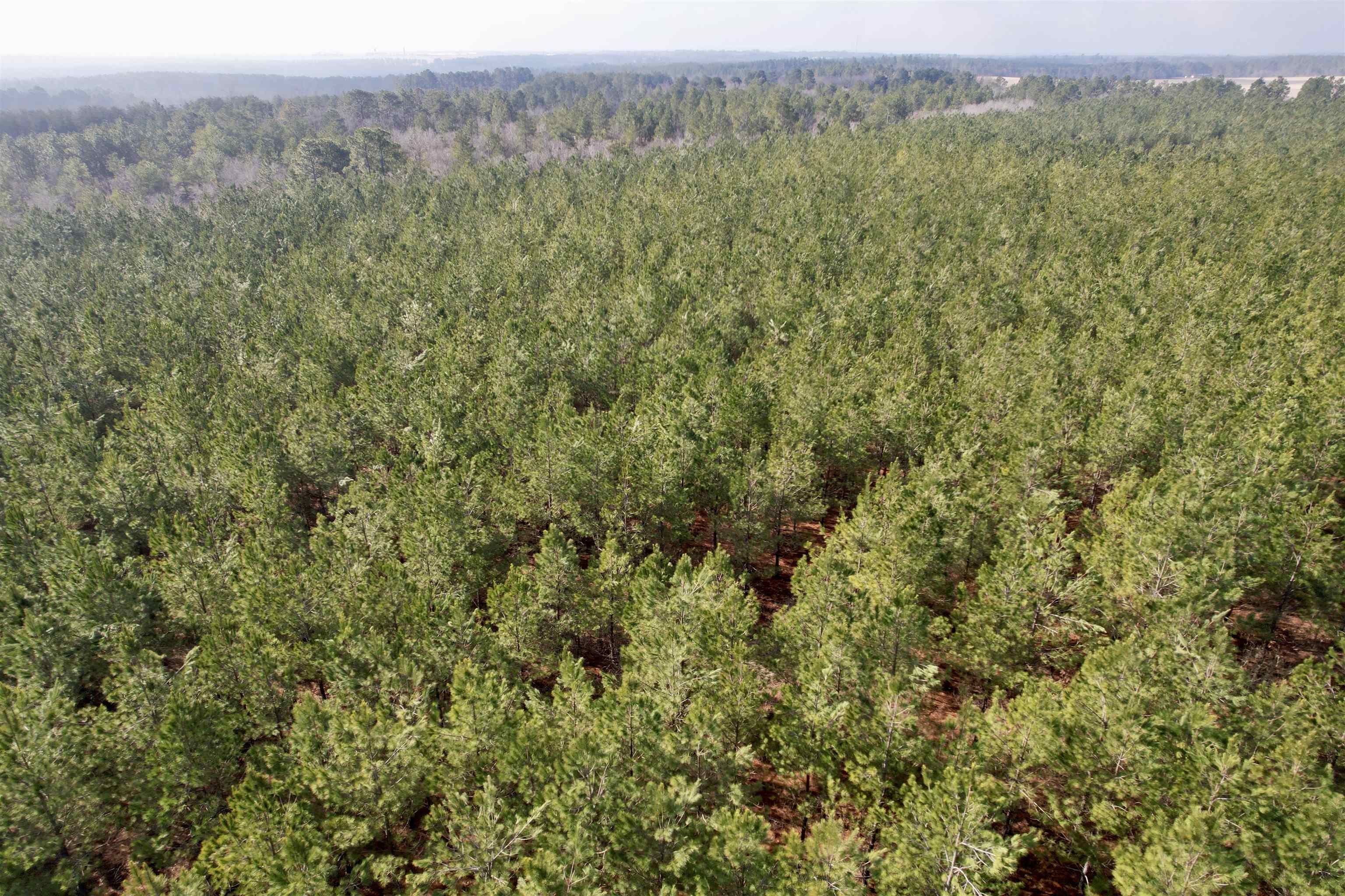 4567 Dunham Road Bethune, SC 29009 - Photo 2 of 19
