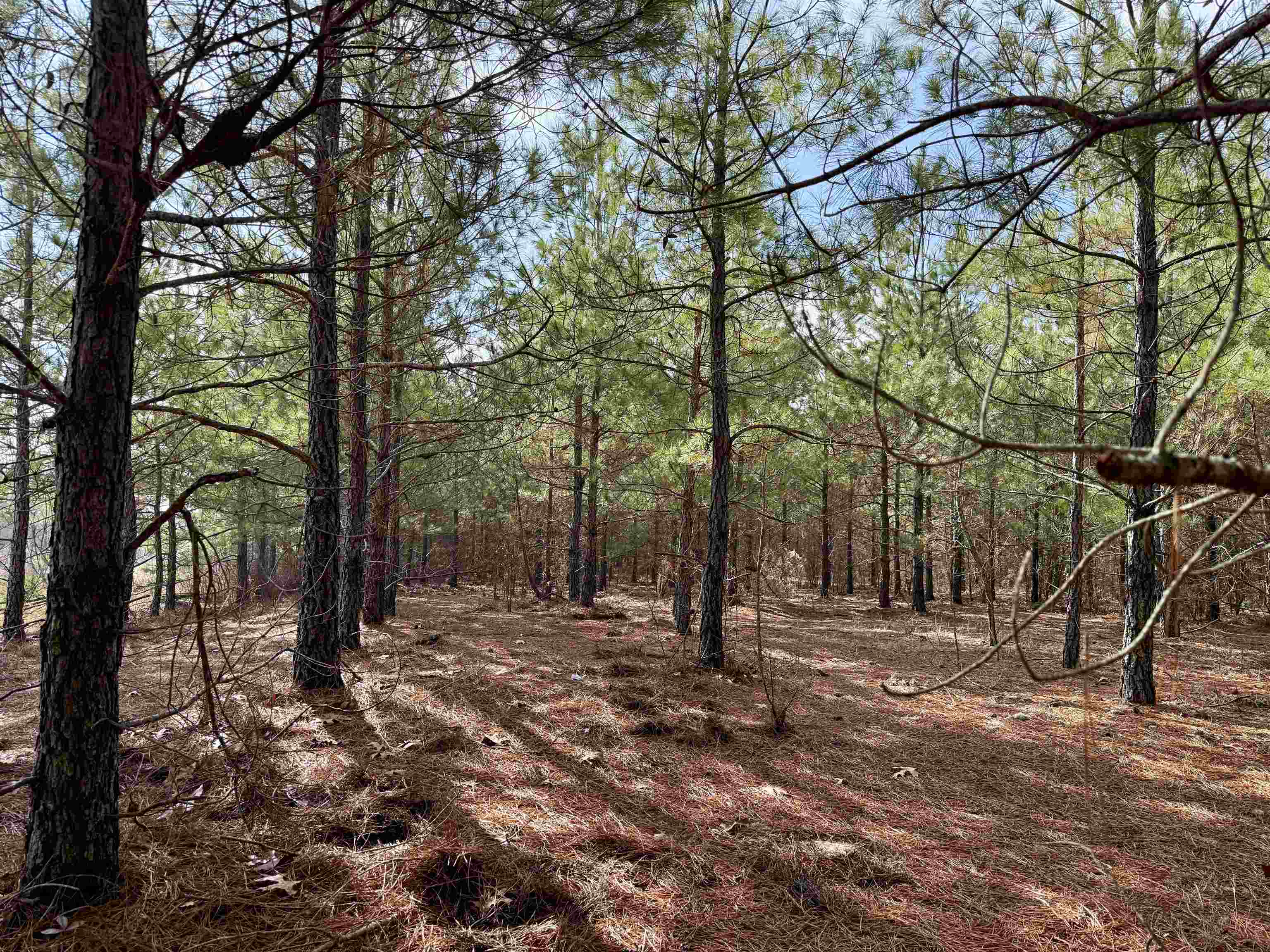 4567 Dunham Road Bethune, SC 29009 - Photo 5 of 19