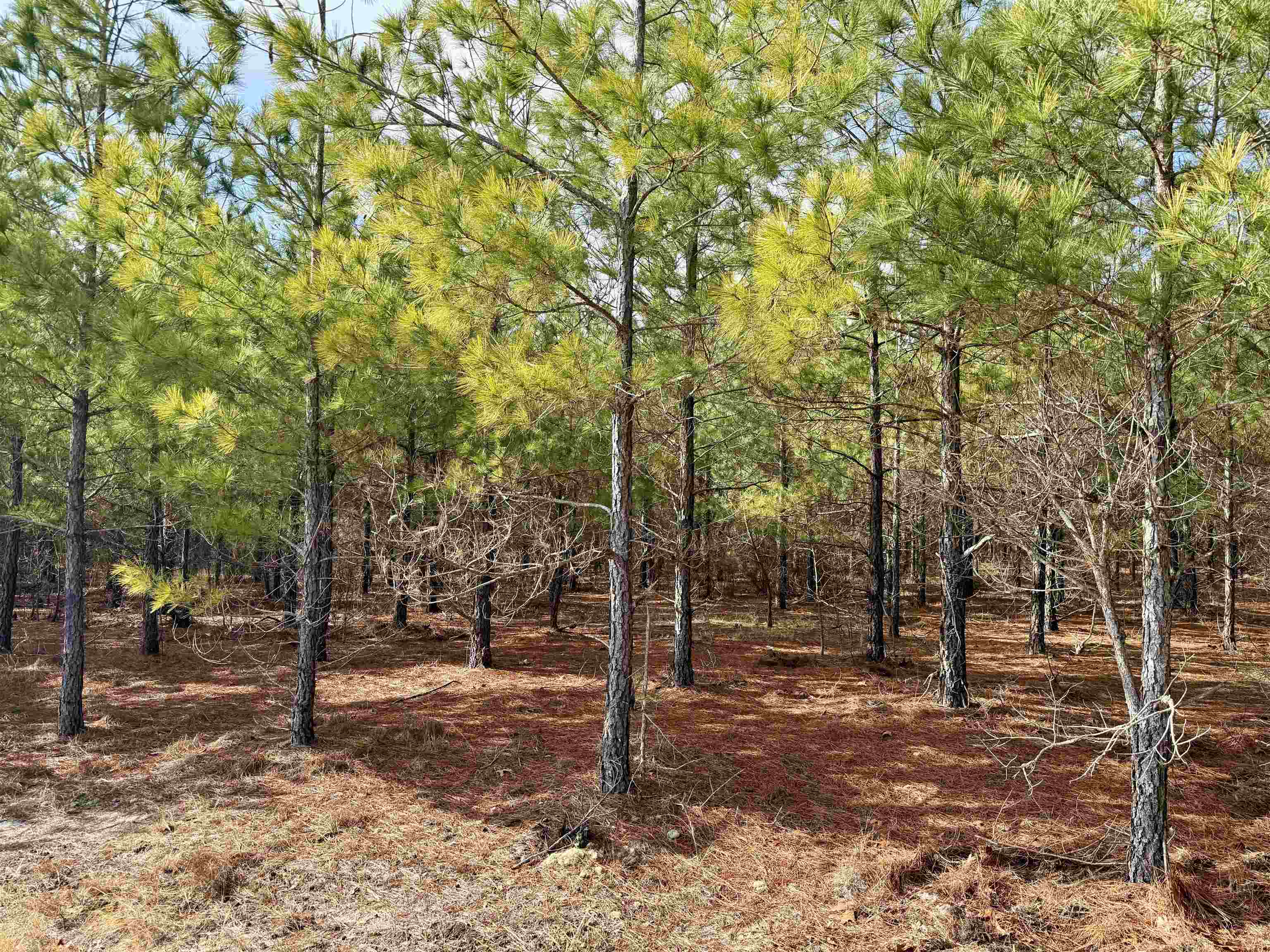 4567 Dunham Road Bethune, SC 29009 - Photo 6 of 19