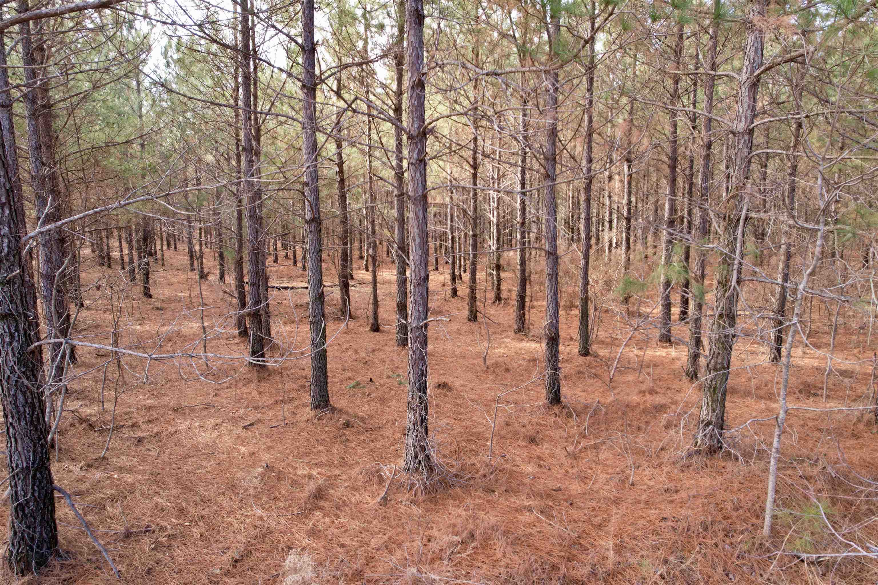 4567 Dunham Road Bethune, SC 29009 - Photo 8 of 19