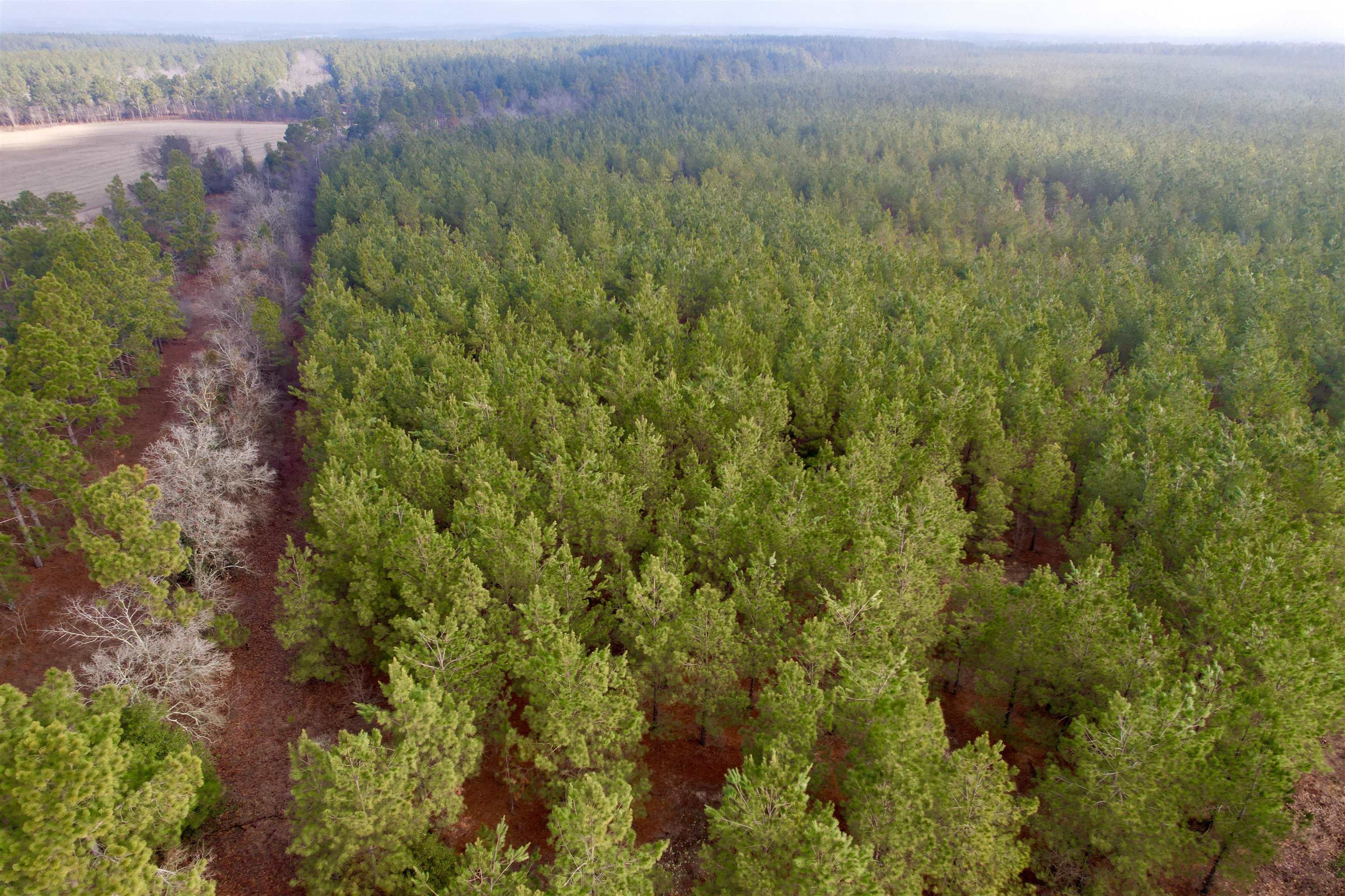 4567 Dunham Road Bethune, SC 29009 - Photo 9 of 19