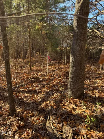 a view of a forest with a tree