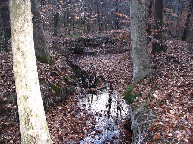 a view of a yard in a forest