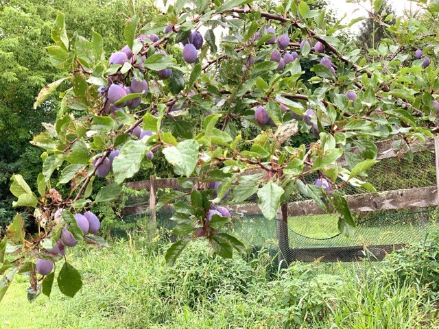 9151 Shepard Road Batavia Town, NY 14020 - Photo 39 of 50