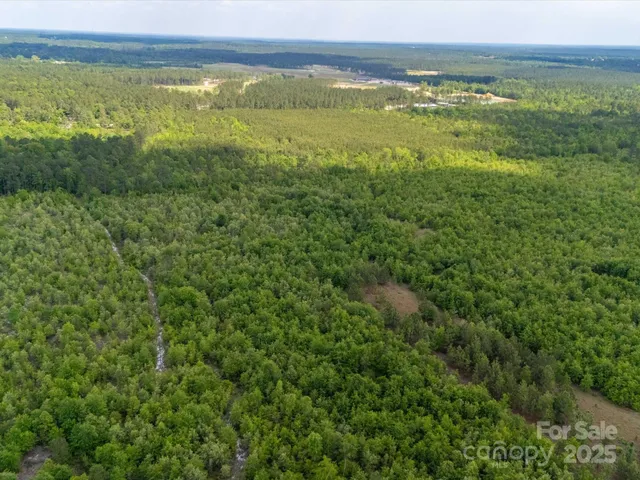 a view of a lush green forest with lawn chairs and plants