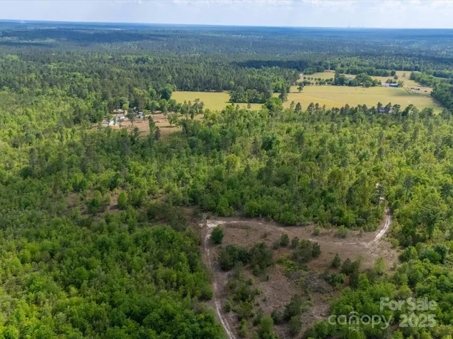 a view of a lush green forest with lawn chairs and couches