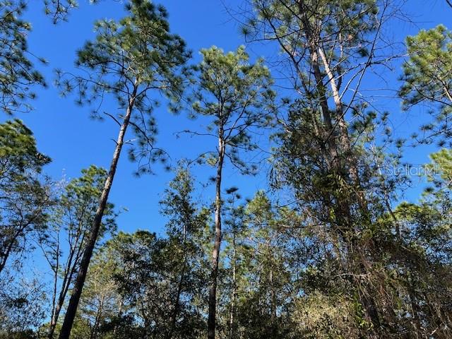 16091 Southwest 20th Lane Ocala, FL 34481 - Photo 3 of 7