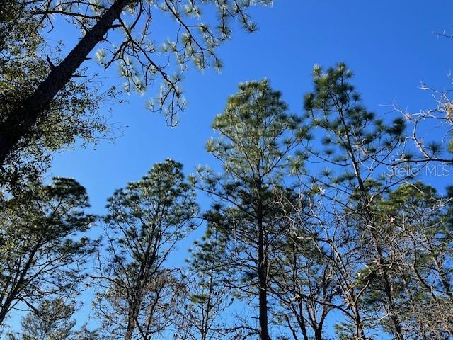 16091 Southwest 20th Lane Ocala, FL 34481 - Photo 4 of 7