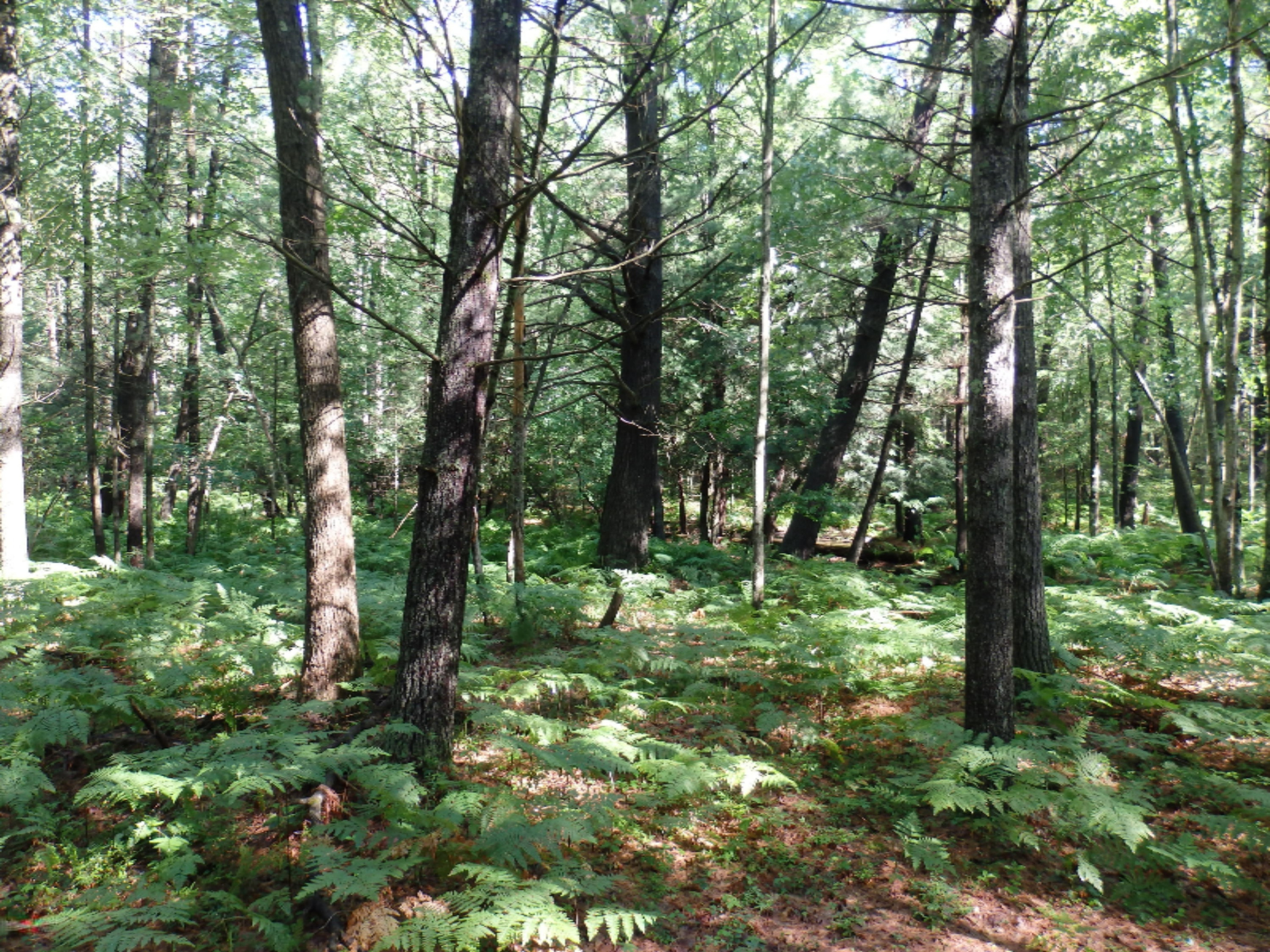 6898 West 9 Mile Road Irons, MI 49644 - Photo 28 of 39 P7211670