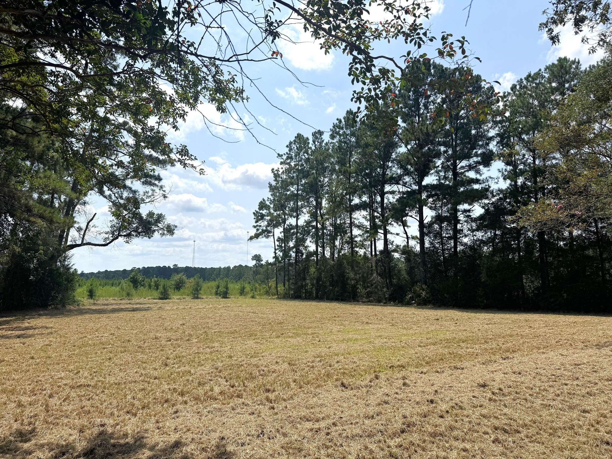 Tbd South Pitzer Street Colmesneil, TX 75938 - Photo 29 of 40 a view of backyard with green space