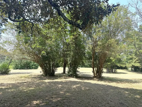 a tree in the middle of a yard