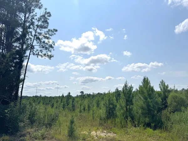 a view of a lake in middle of forest