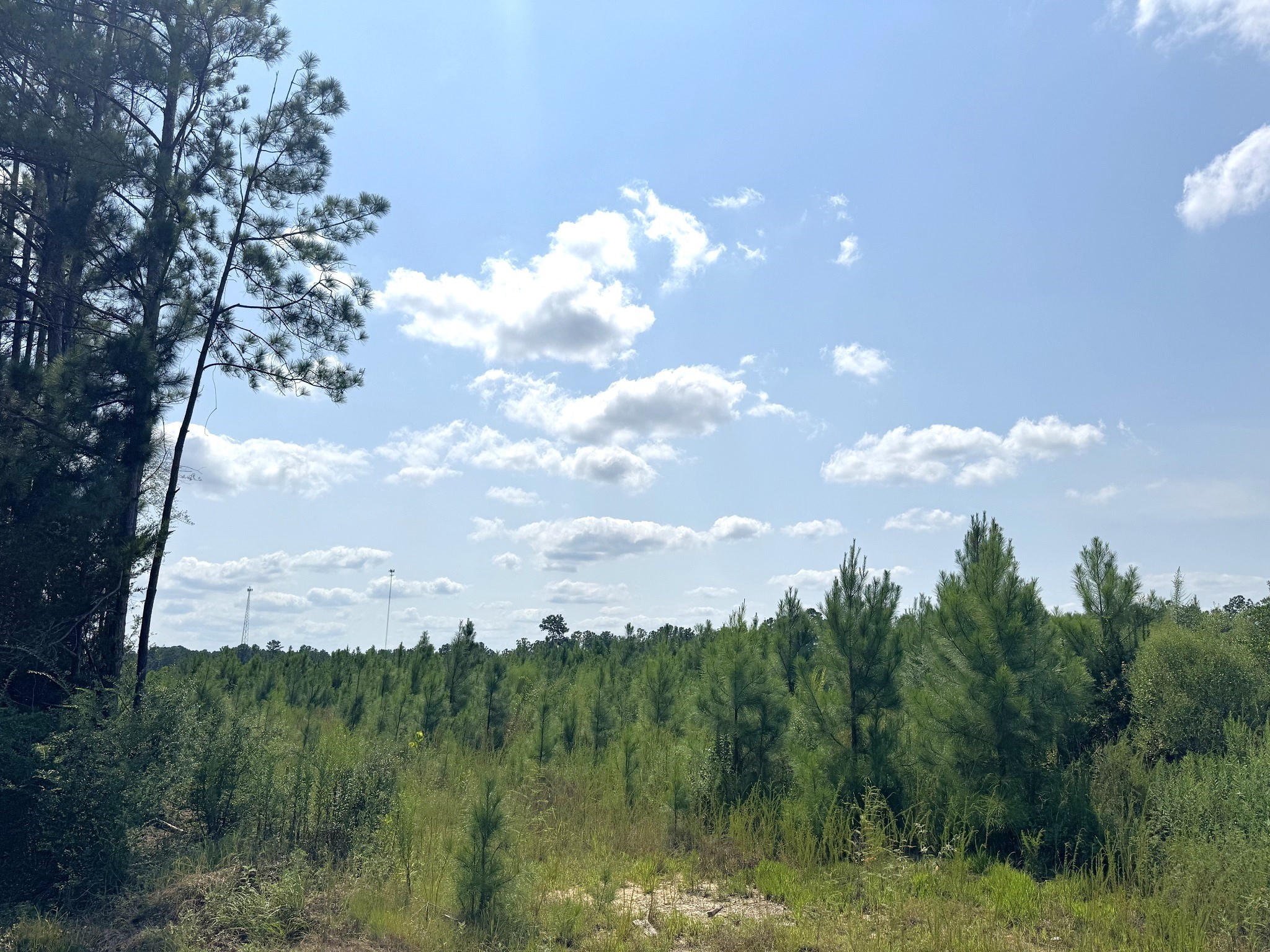 Tbd South Pitzer Street Colmesneil, TX 75938 - Photo 40 of 40 a view of a lake in middle of forest