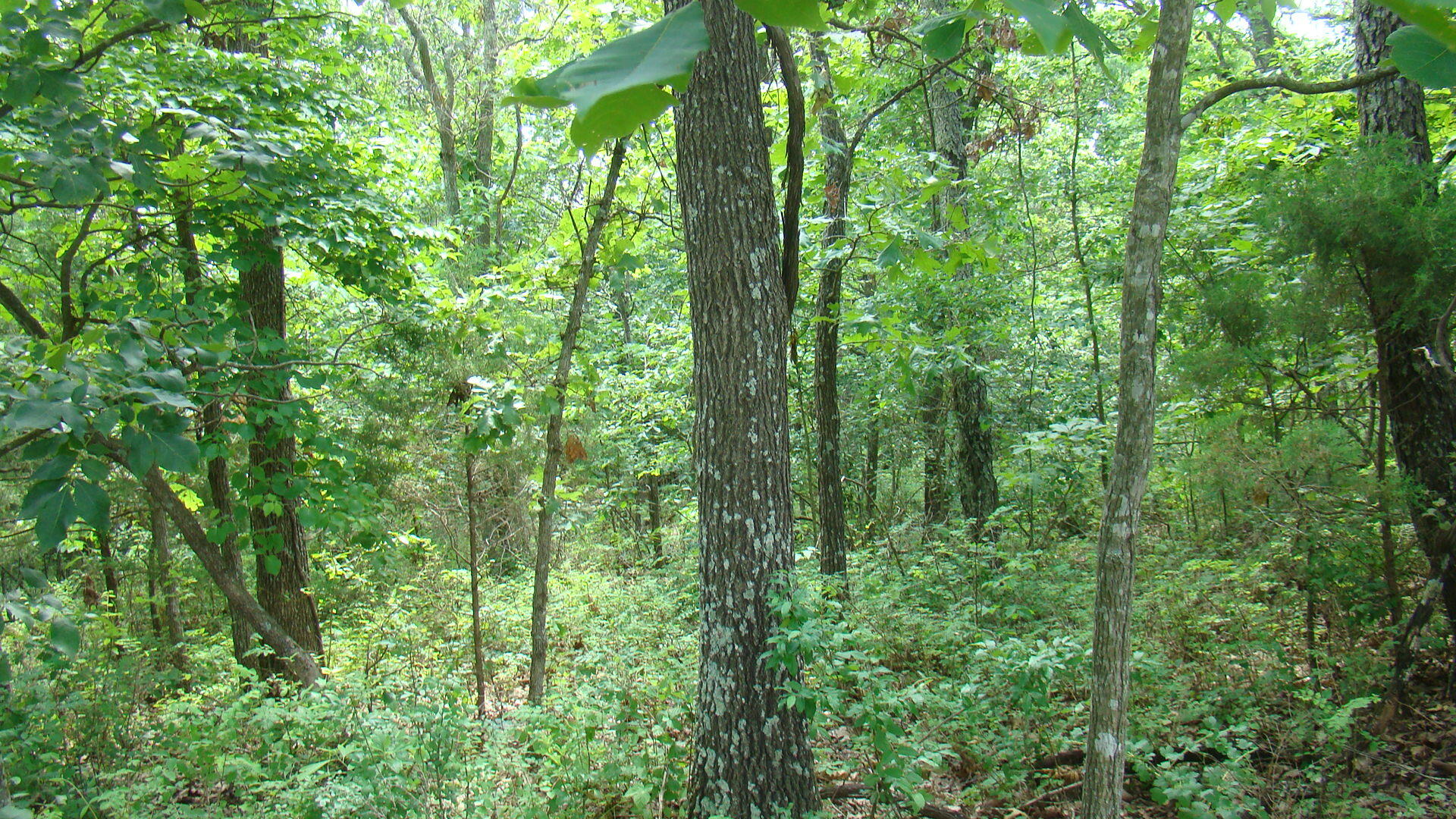 Tbd State Rte Y Mountain View, MO 65548 - Photo 5 of 9 DSC05199