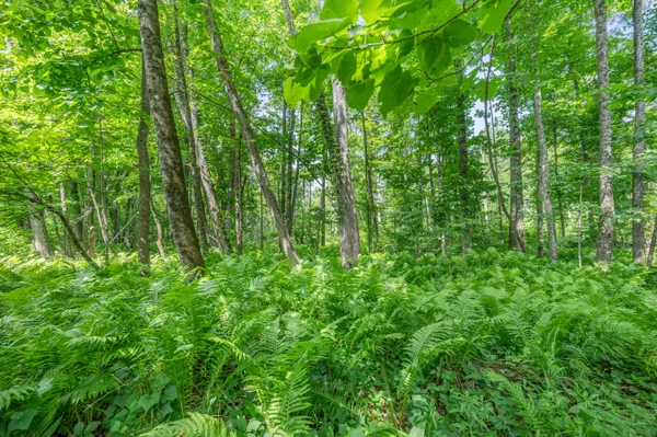 $395,000 | 8558 Monterey Drive, Evart, MI 49631