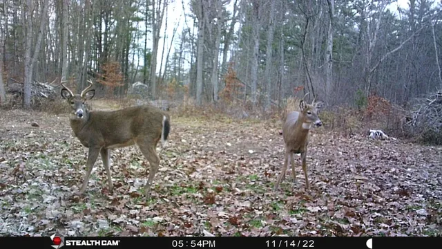 $432,000 | 8558 Monterey Drive, Evart, MI 49631