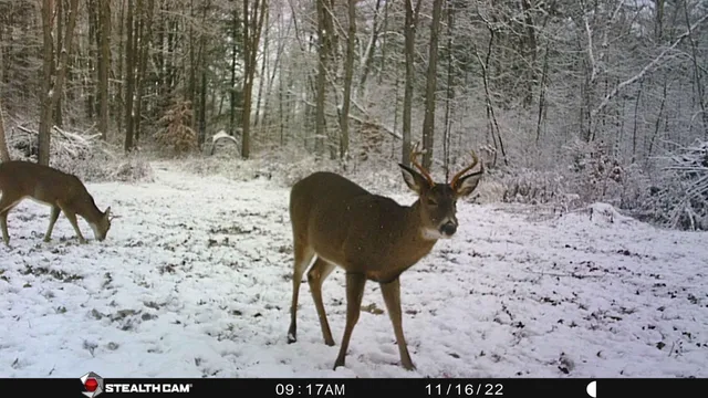 $432,000 | 8558 Monterey Drive, Evart, MI 49631