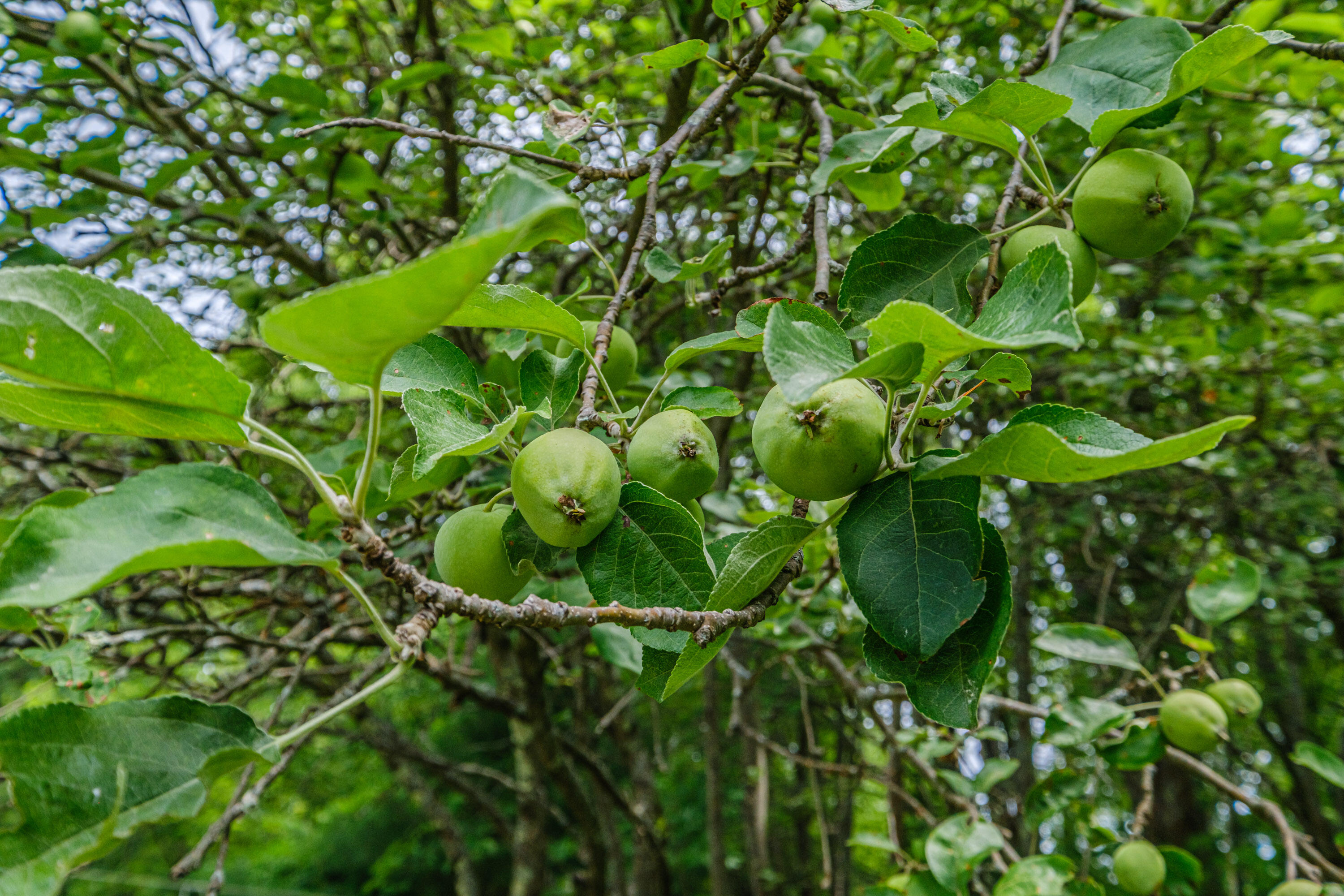 143 Broadturn Road Scarborough, ME 04074 - Photo 16 of 82 Fruit tress