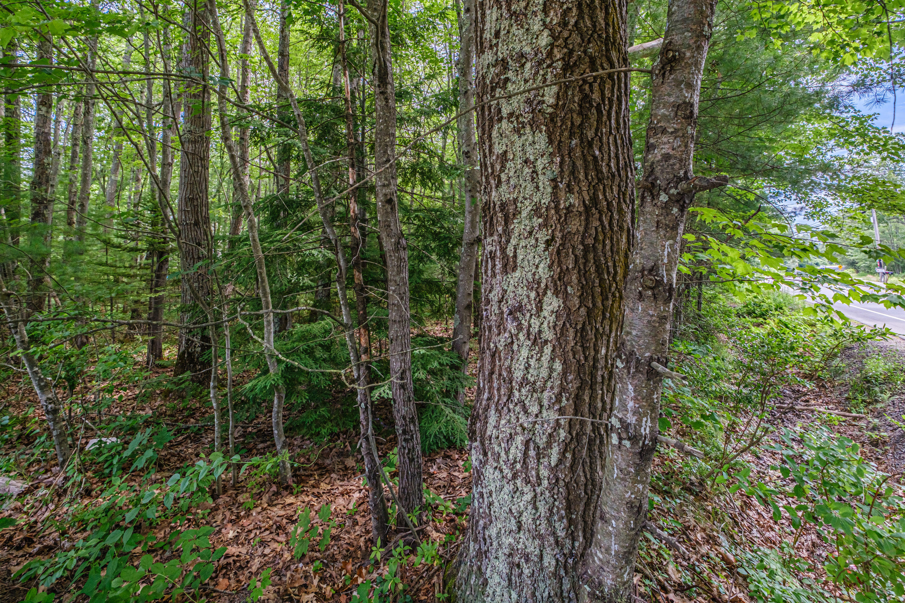 143 Broadturn Road Scarborough, ME 04074 - Photo 73 of 82 20250707gp-62068