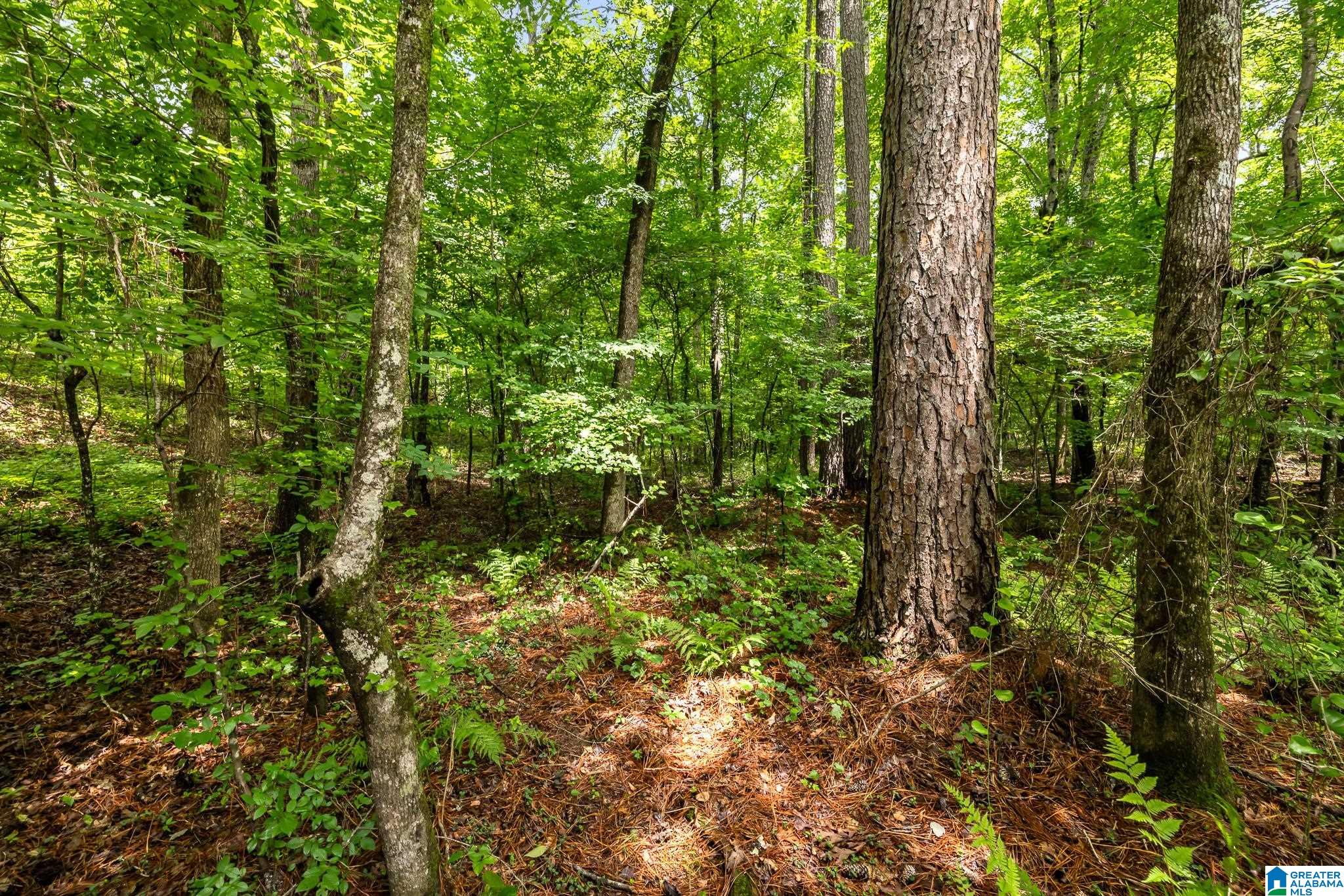 860 Sweet Apple Road Pell City, AL 35128 - Photo 51 of 62