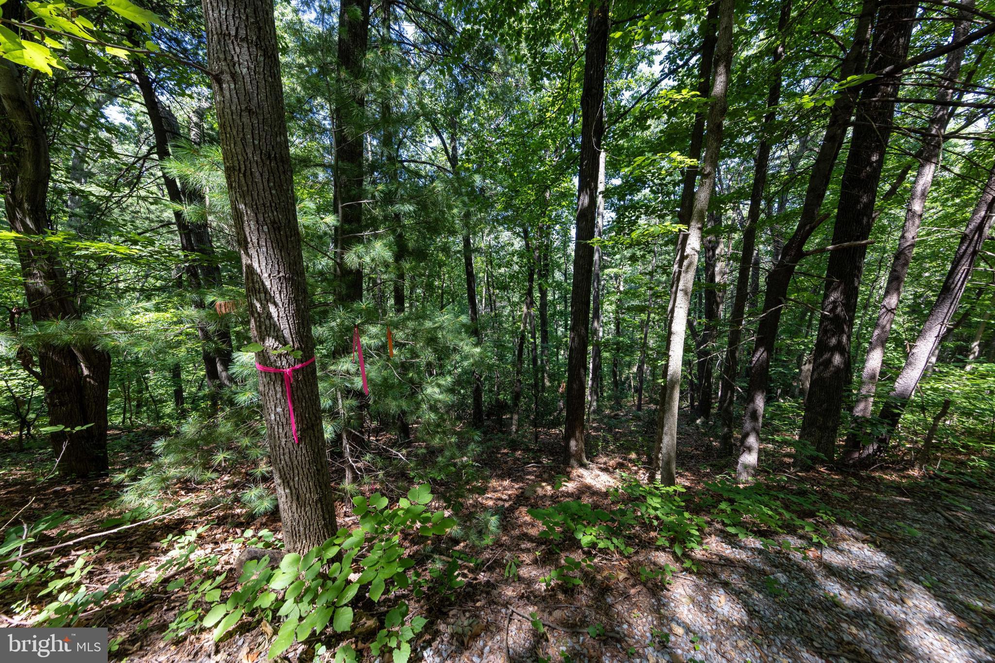 0 Helms Road Stanley, VA 22851 - Photo 35 of 50