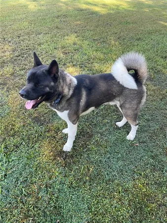 $2,750 | 3847 Carrick Bend Drive, Kissimmee, FL 34746