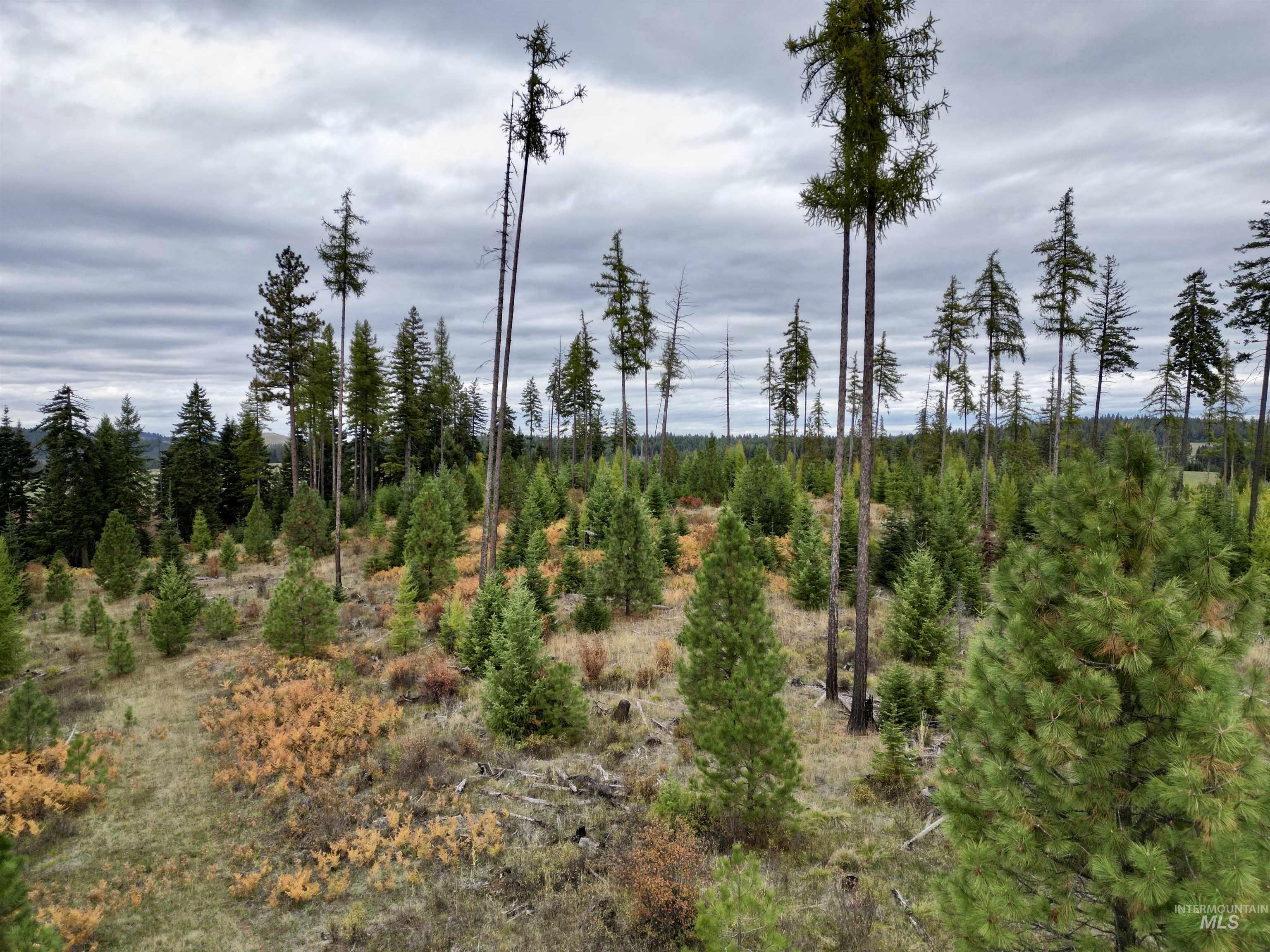 2 Peaceful Valley Road Kamiah, ID 83536 - Photo 2 of 10