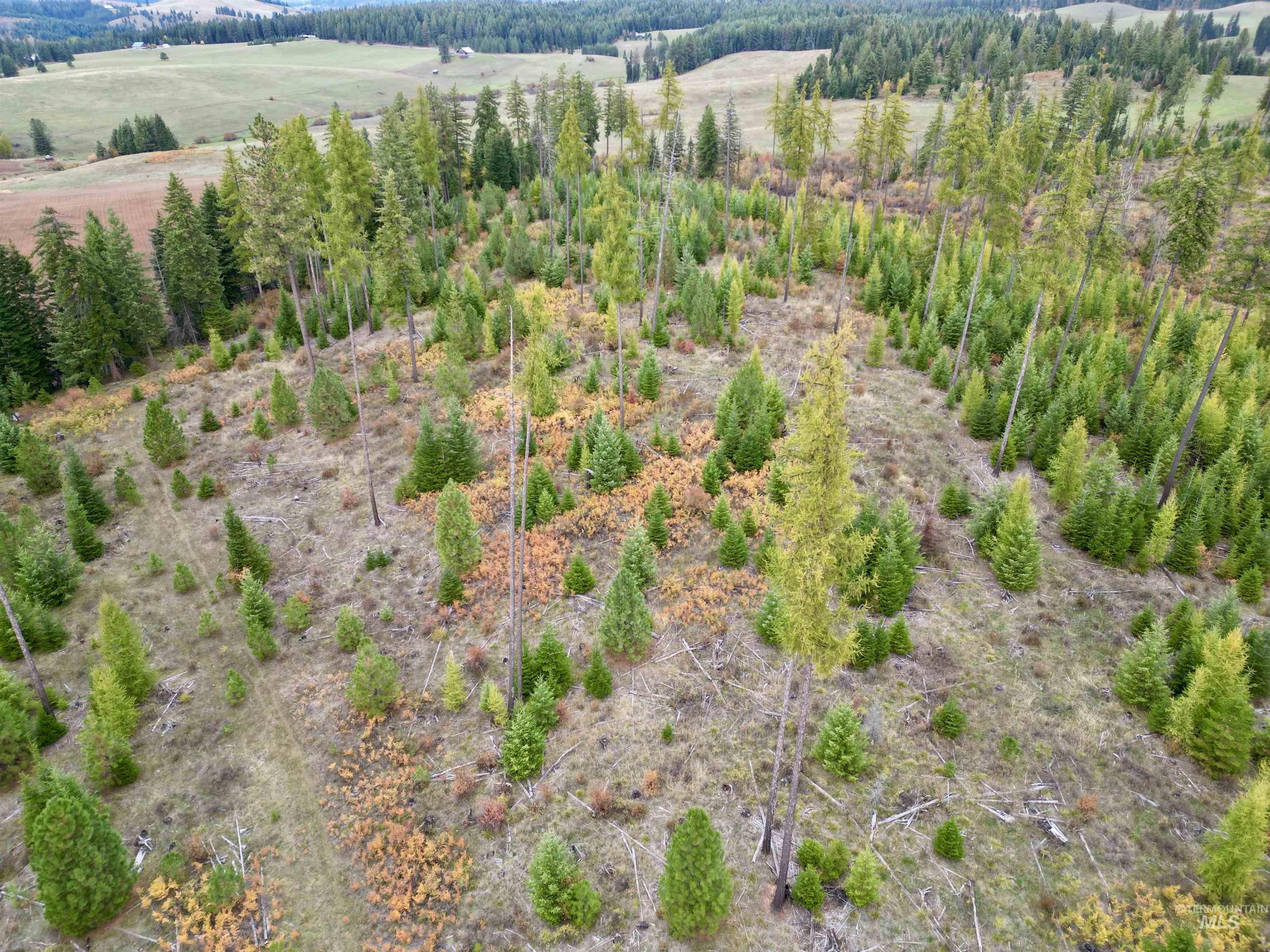 2 Peaceful Valley Road Kamiah, ID 83536 - Photo 4 of 10
