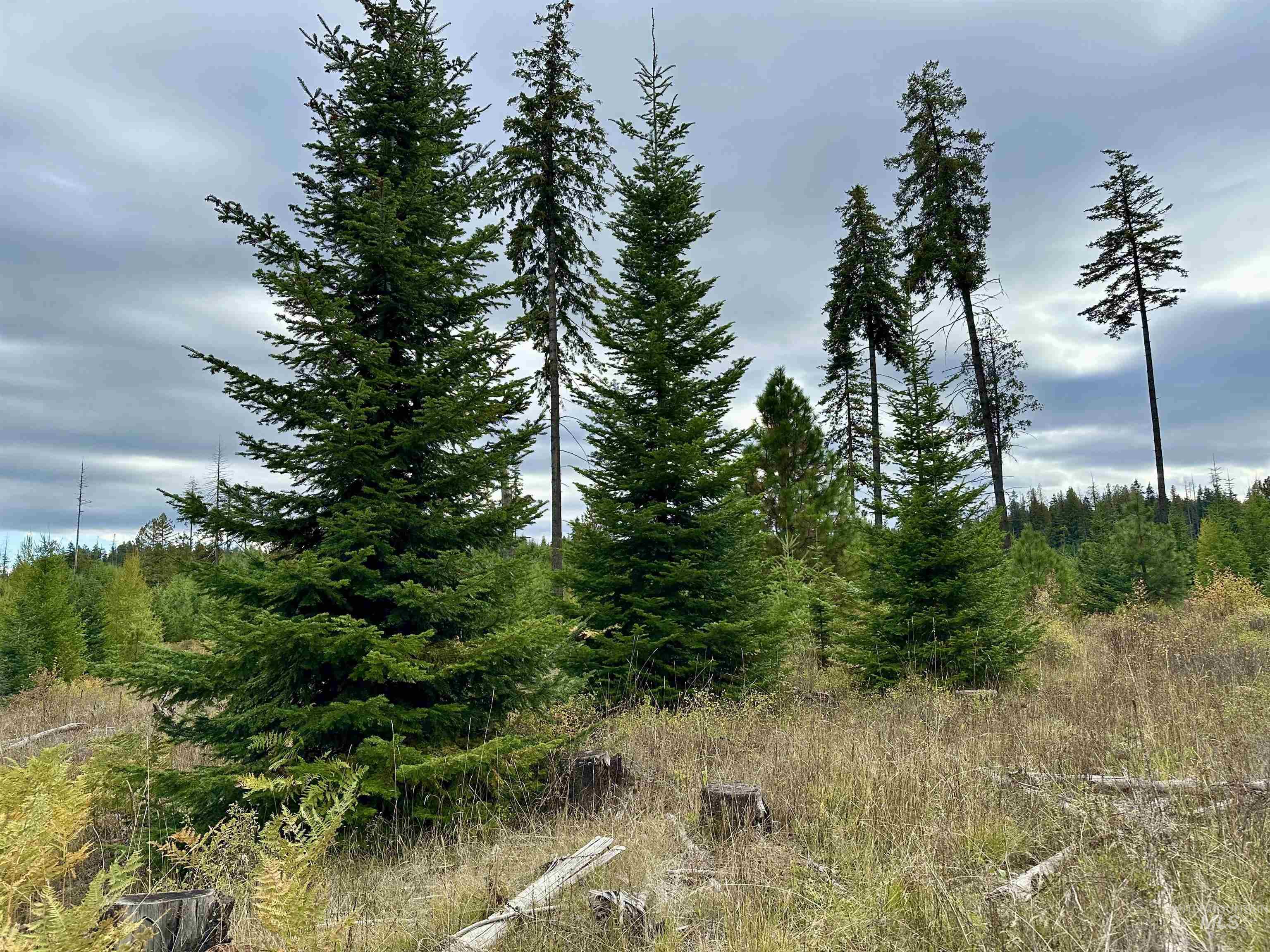 2 Peaceful Valley Road Kamiah, ID 83536 - Photo 10 of 10