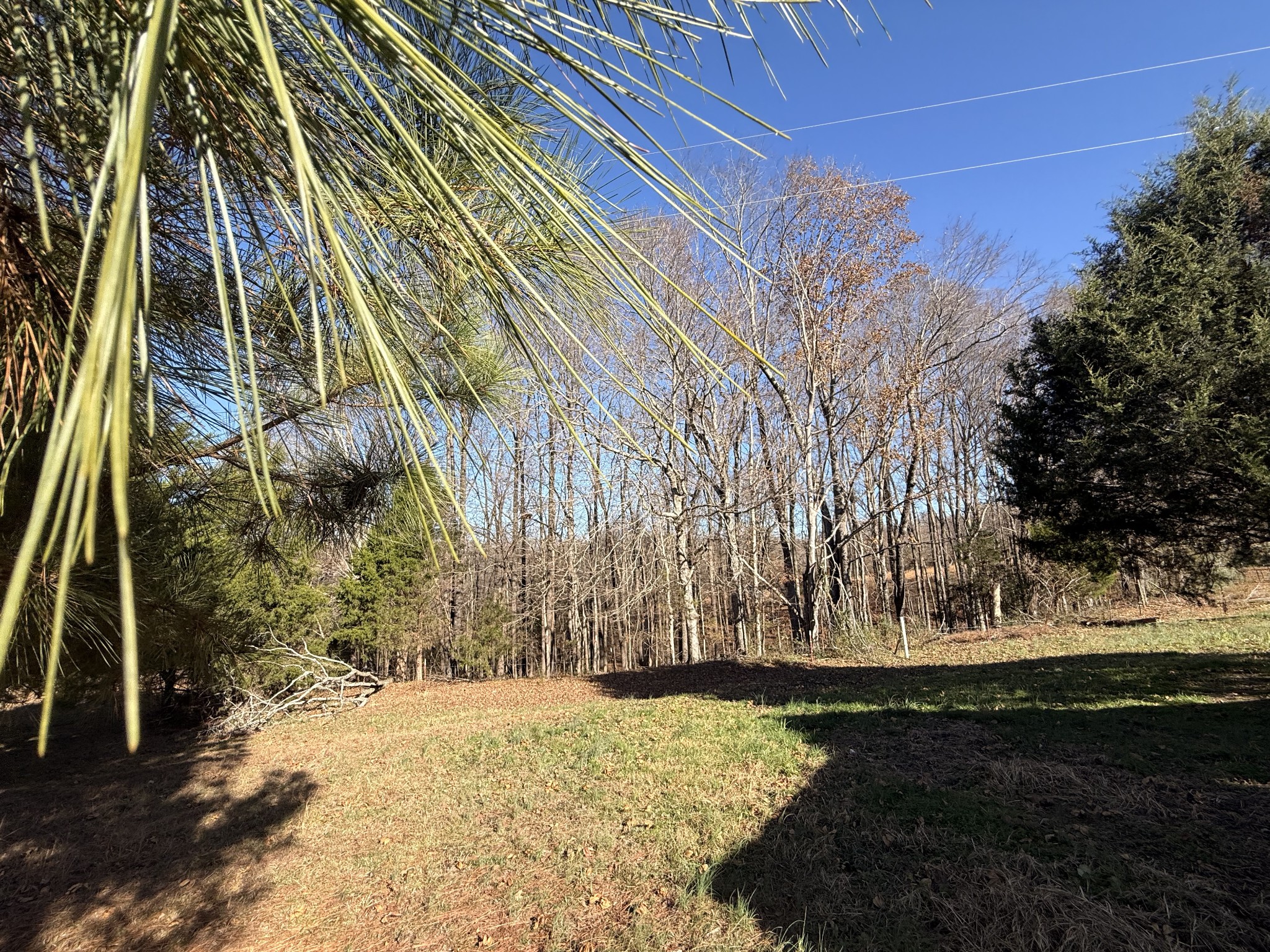 0 State Line Road Loretto, TN 38469 - Photo 7 of 14 a view of a yard with an trees