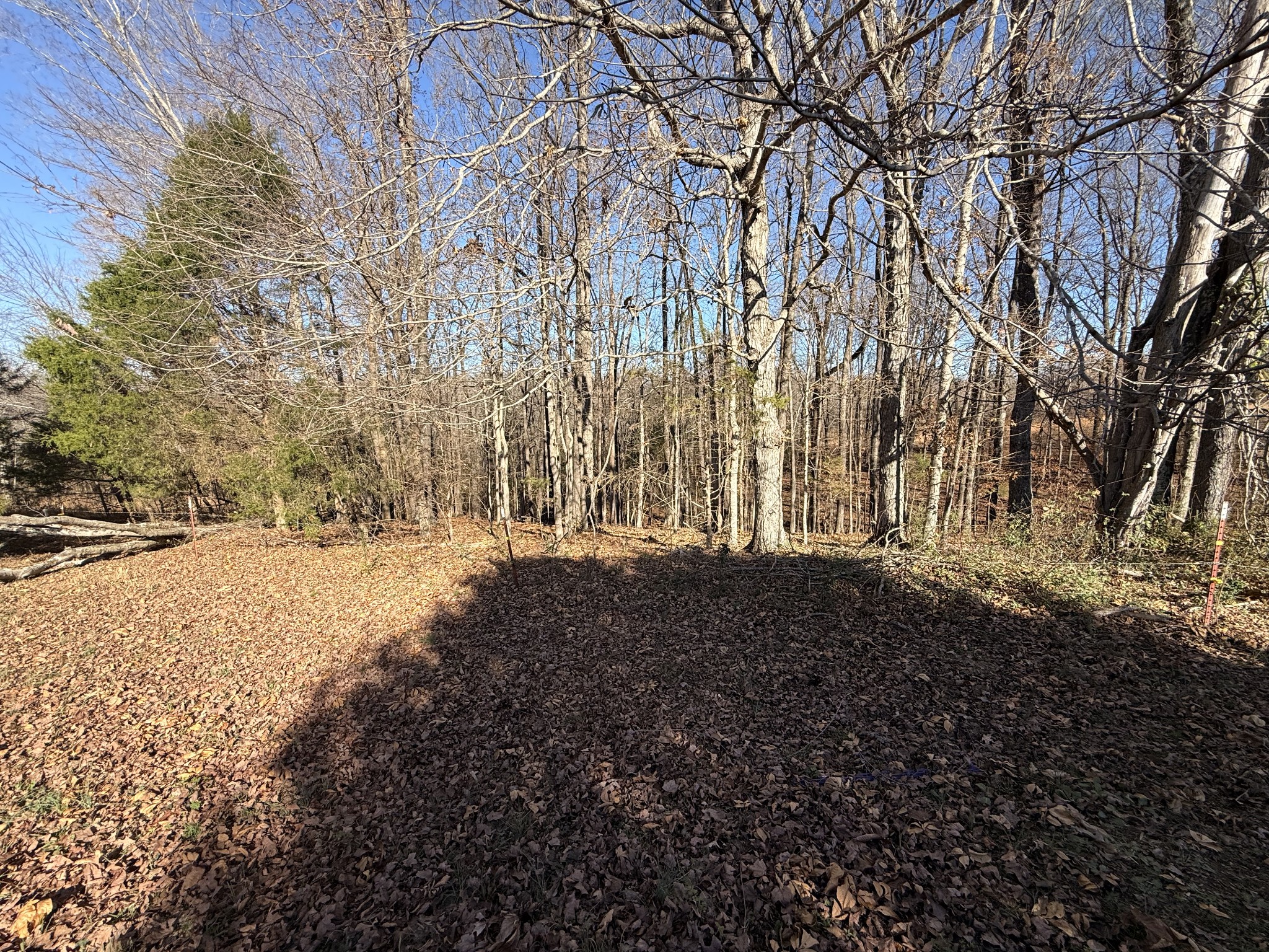 0 State Line Road Loretto, TN 38469 - Photo 8 of 14 a view of yard covered with snow