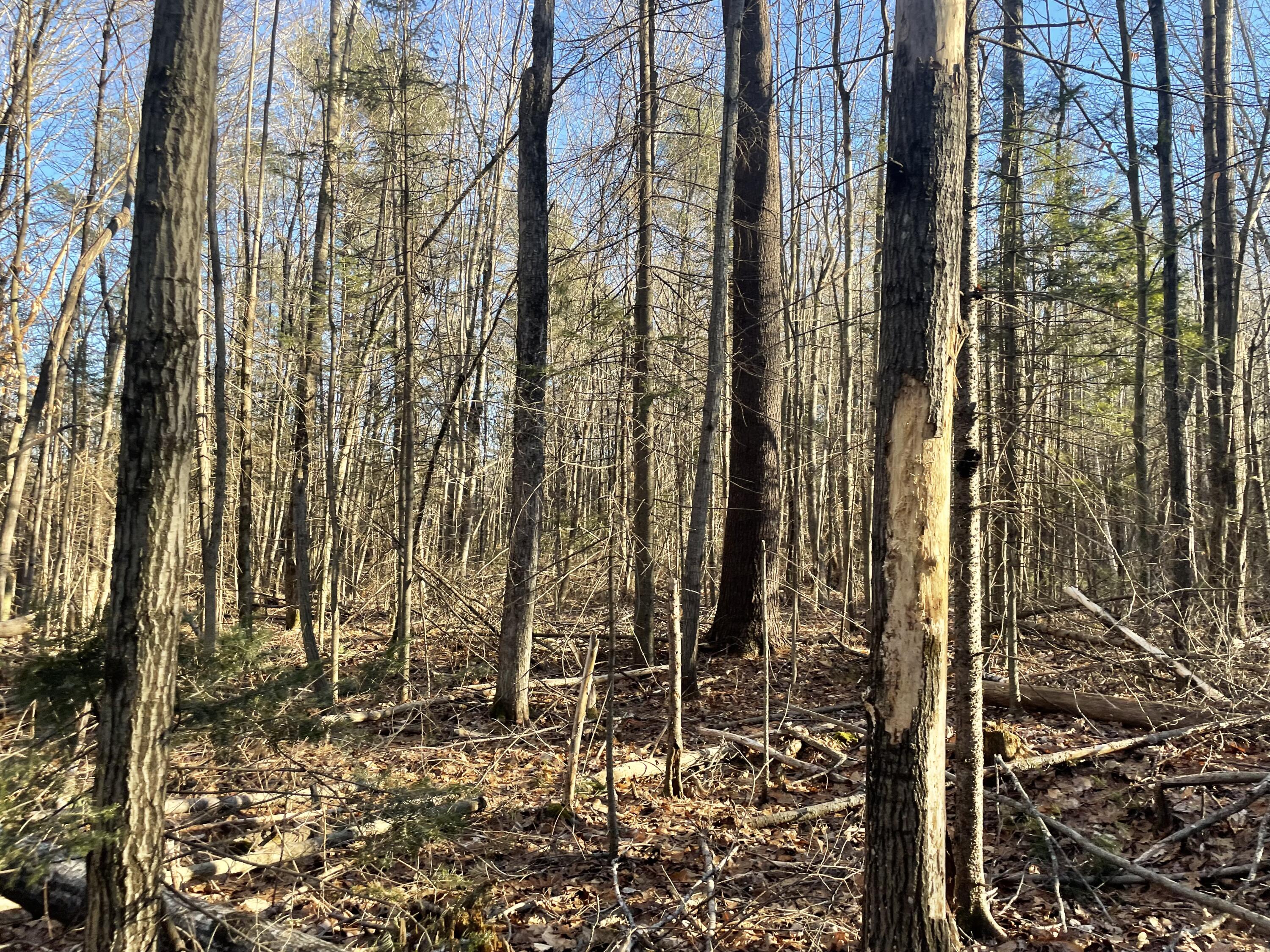 0 Cross Street Manchester, ME 04351 - Photo 36 of 54 IMG_2300