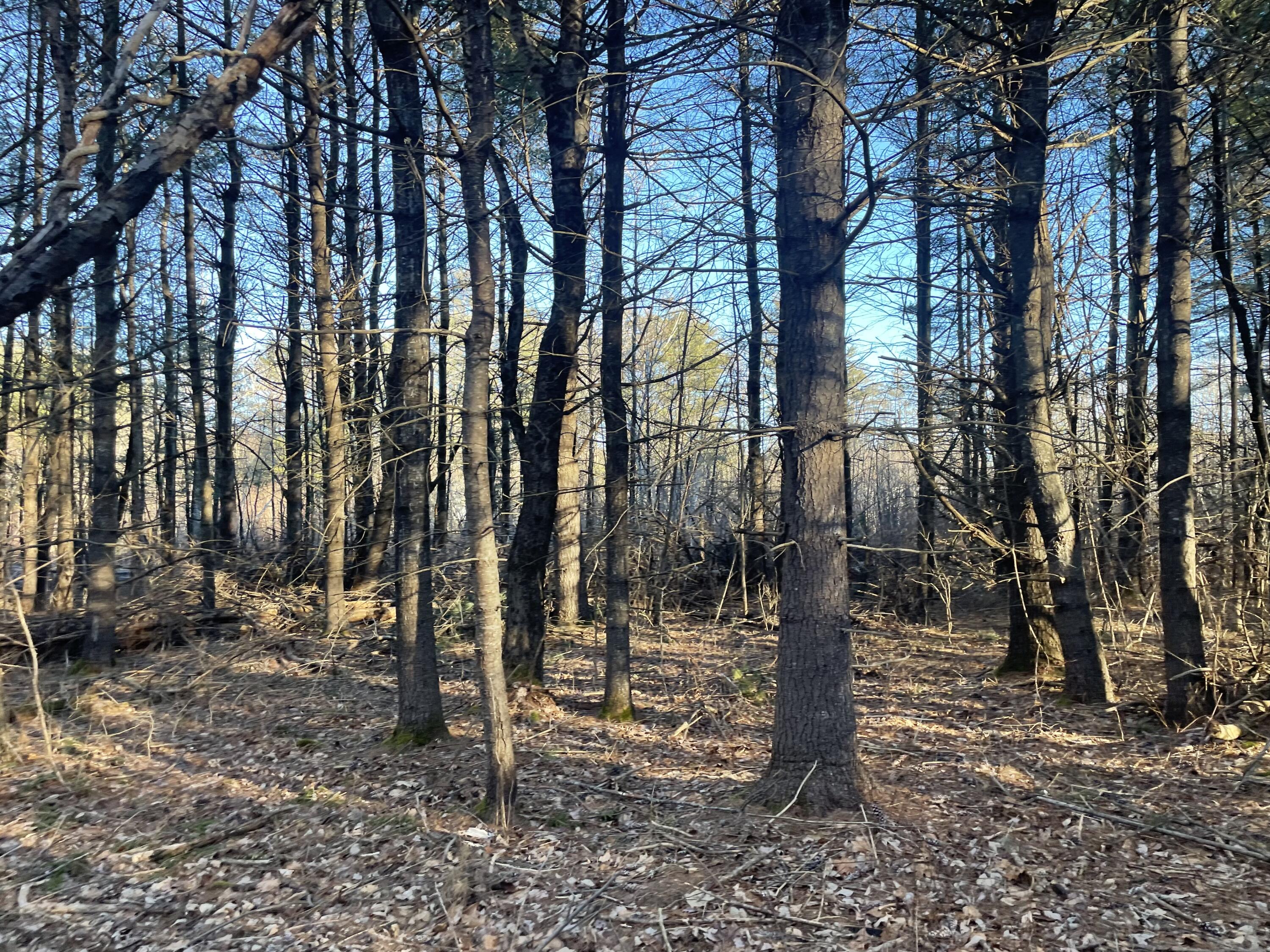 0 Cross Street Manchester, ME 04351 - Photo 45 of 54 IMG_2331